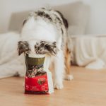 Rassespezifische Ernährung für Hunde – Sinnvoll oder cleveres Marketing?