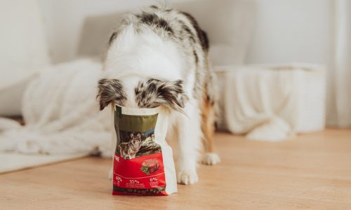 Rassespezifische Ernährung für Hunde – Sinnvoll oder cleveres Marketing?